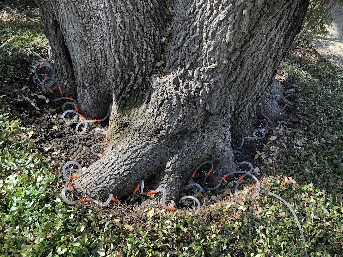 Detailed Tree Cabling and Bracing job site in Elberta