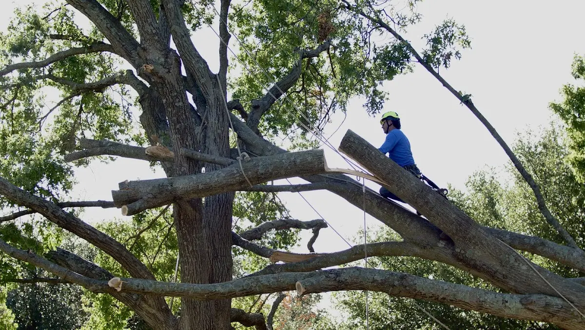 Professional Crown Thinning performed by certified arborists in Elberta