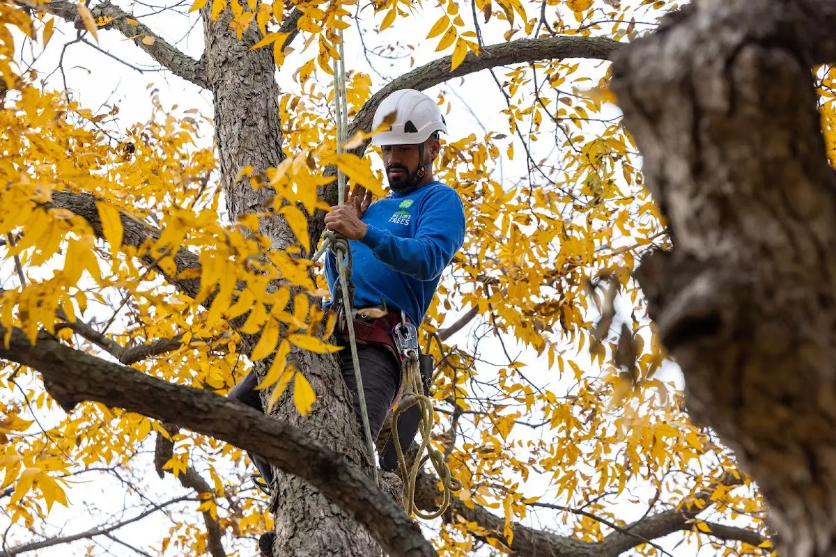 Skilled Storm Damage Cleanup crew working in Elberta